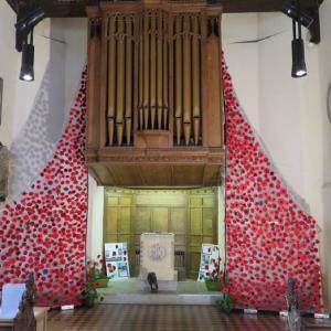 Poppies 1200 675